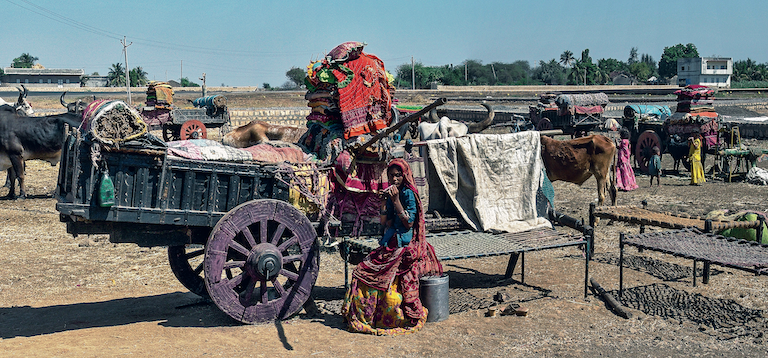 A camp of itinerant Gadia Lohar blacksmiths in Junagadh district, Gujarat. Their name literally means blacksmiths-with-carts. They wander in the rural as well as urban countryside doing job-work, with all their belongings piled high in wooden carts. They originated from Rajasthan but are now found all over western India. They camp under the sky and every few days hit the road again for more job-work.